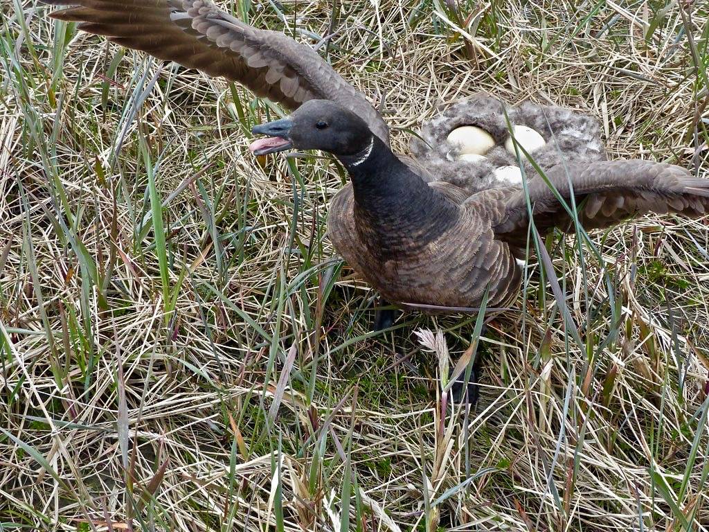 Brant defends nest by Kristine Sowl/USFWSAlaska is licensed under CC BY-NC-ND 2.0